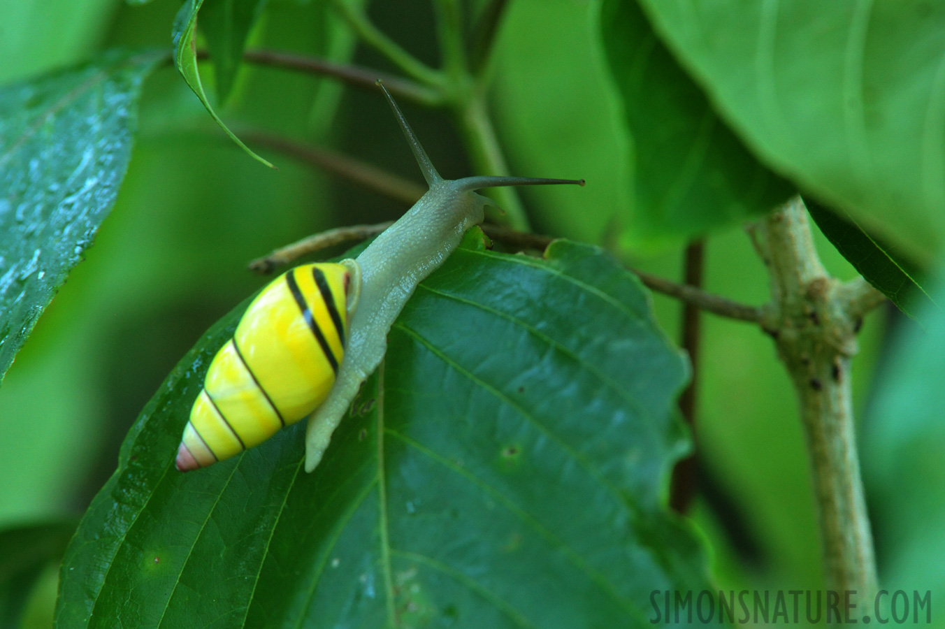 Amphidromus poecilochrous [360 mm, 1/80 sec at f / 7.1, ISO 4000]